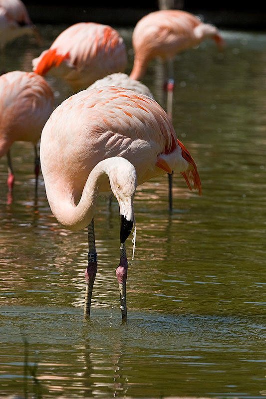 Flamingoes