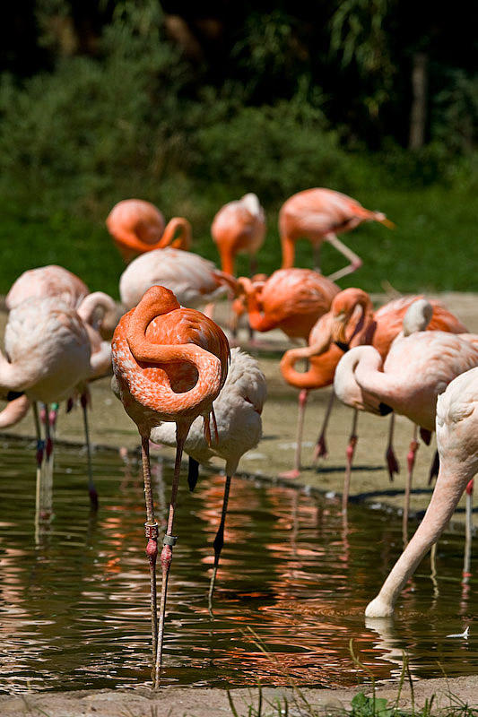 Flamingoes everywhere