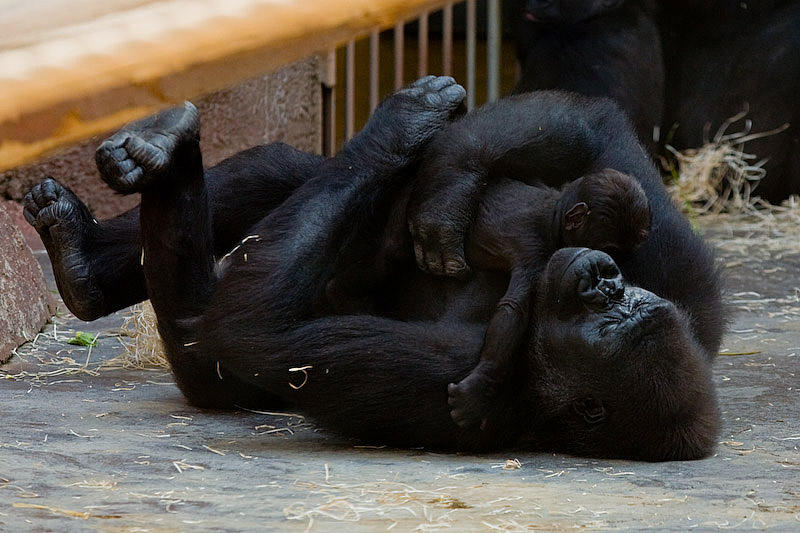 Motherly love in the gorilla cage