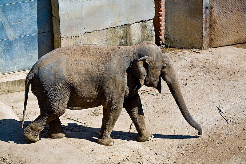 A solitary elephant