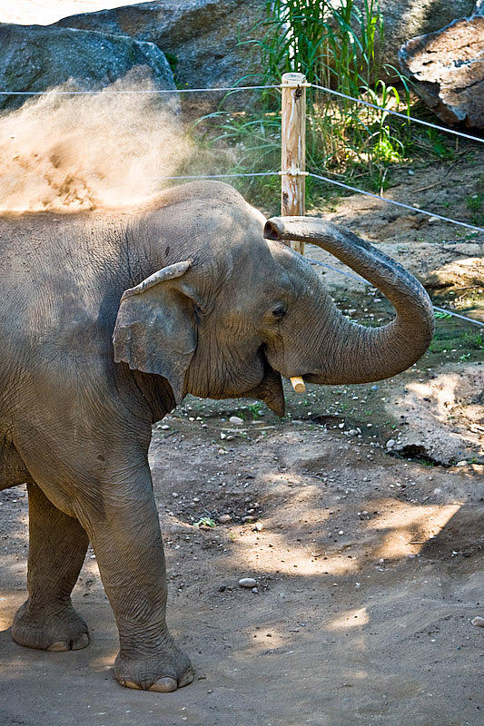 A clean(ish) elephant is a happy elephant