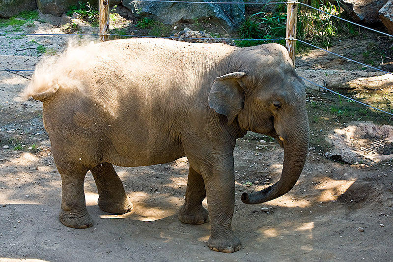 Happy as an elephant in dust