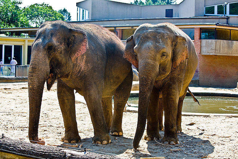 Not one, but TWO elephants.