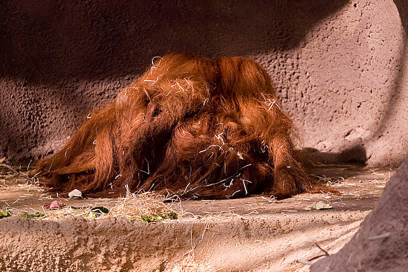 Is it a rug? No, it is an orangutan.