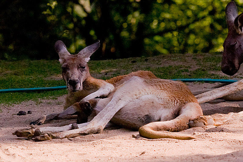 Kangaroos dozing in the heat