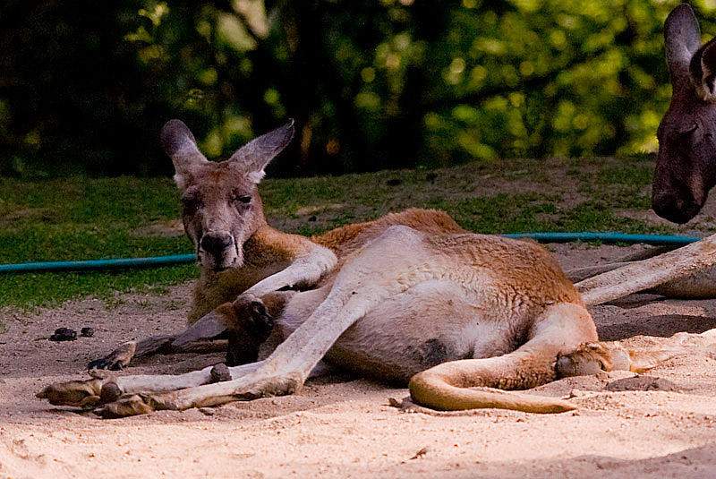 Kangaroos dozing in the heat