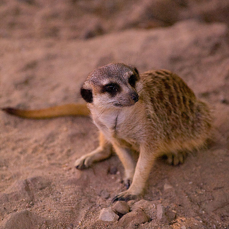 Meerkat!