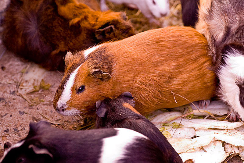 Less exotic than the tiger: A guinea-pig!
