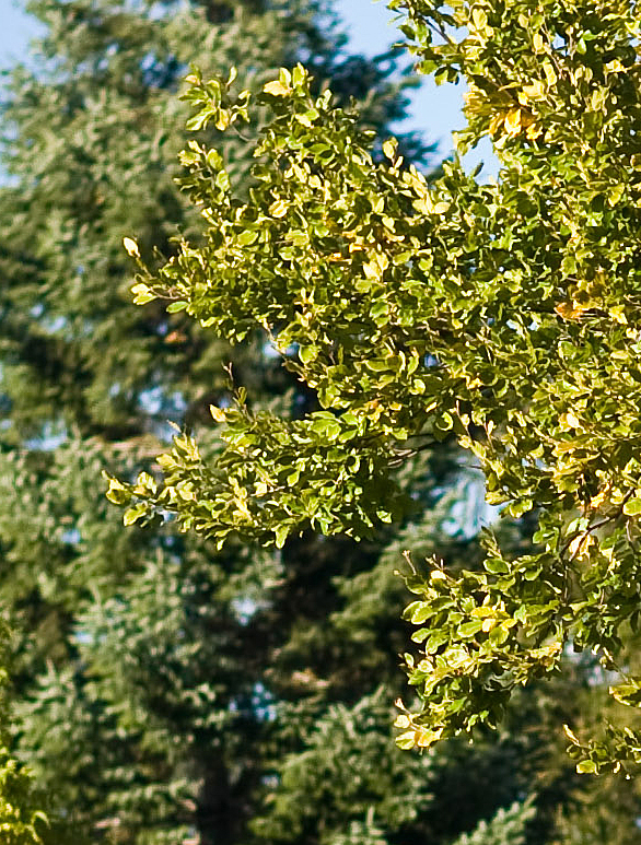 100% crop of IMG_8030