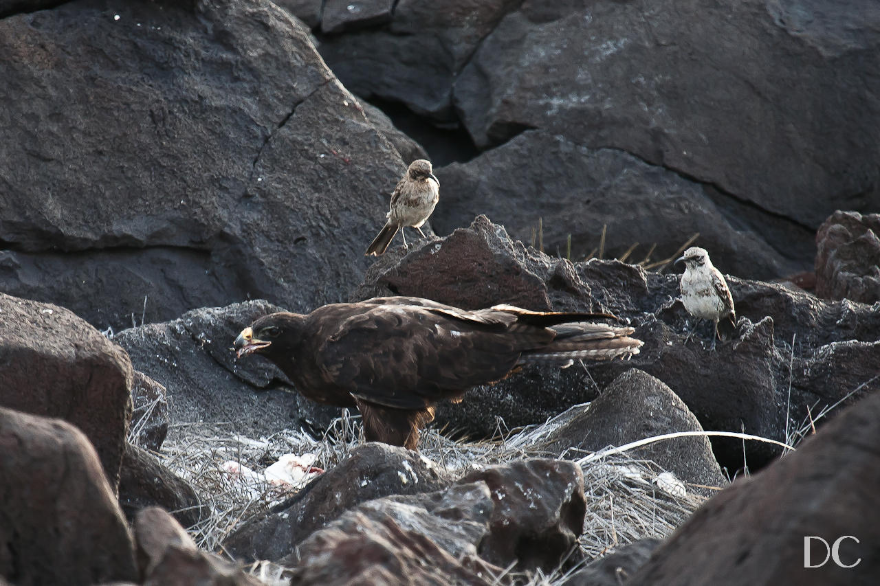 Galapagos hawk and mockingbirds