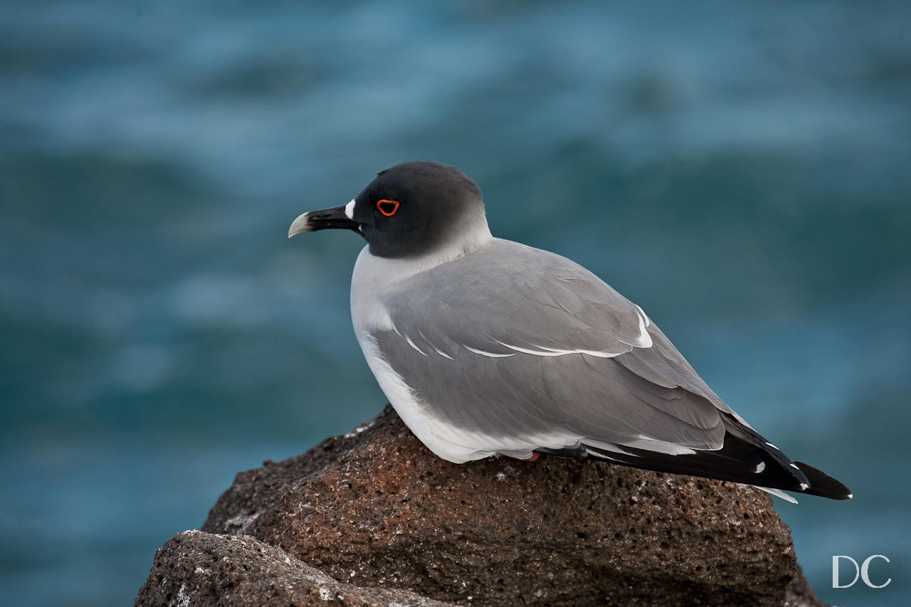 Swallow-tailed gull