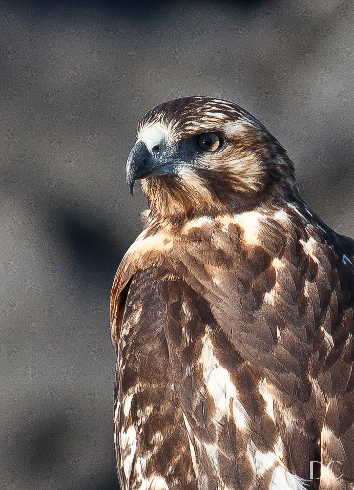 Galapagos hawk