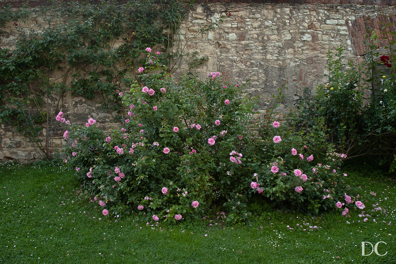 views from Seminarska Garden