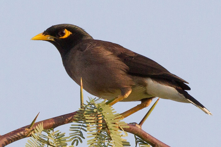 Common Myna - Psztormejn - Acridotheres tristis