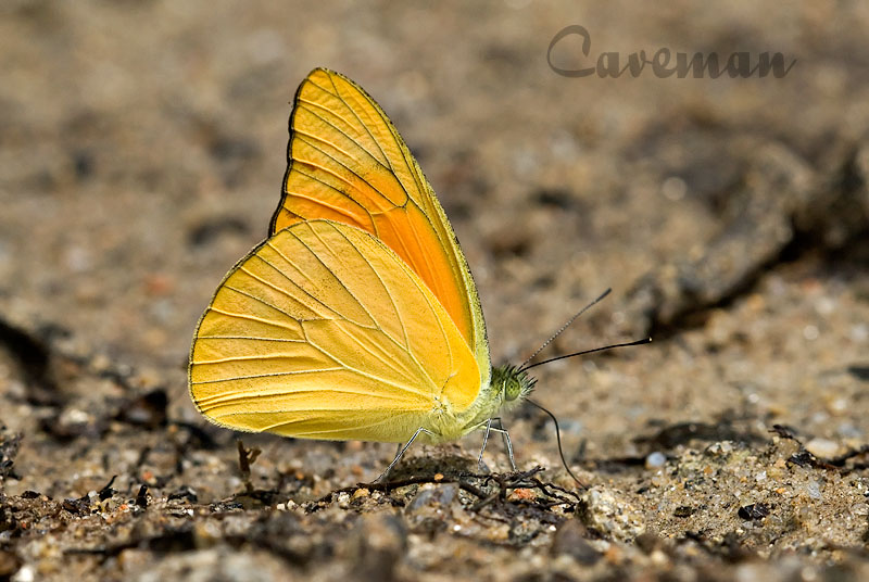 Appias nero figulna(Orange Albatross)