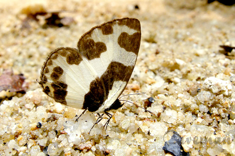 Caleta elna elvira (The Elbowed Pierrot)