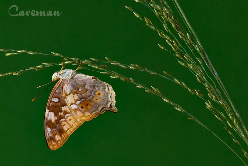 Vagrans egista macromalayana