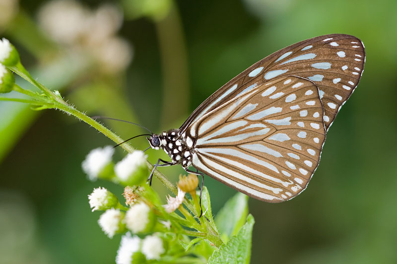 Ideopsis (Radena) vulgaris macrina(Blue Glassy Tiger)