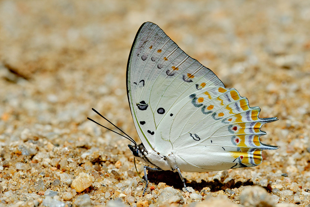 Polyura delphis concha (Jeweled Nawab)
