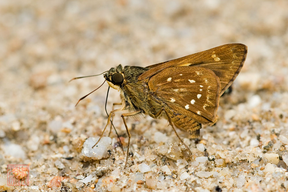 Pithauria marsena