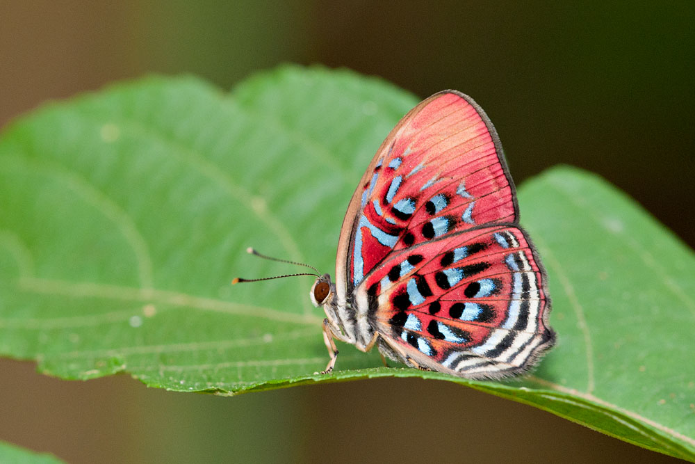 Paralaxita telesia ines
