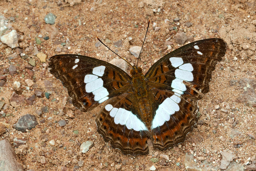 Moduza procris agnata
