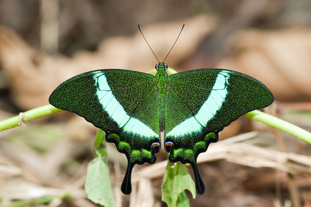 Papilio palinurus palinurus (Banded Peacock)