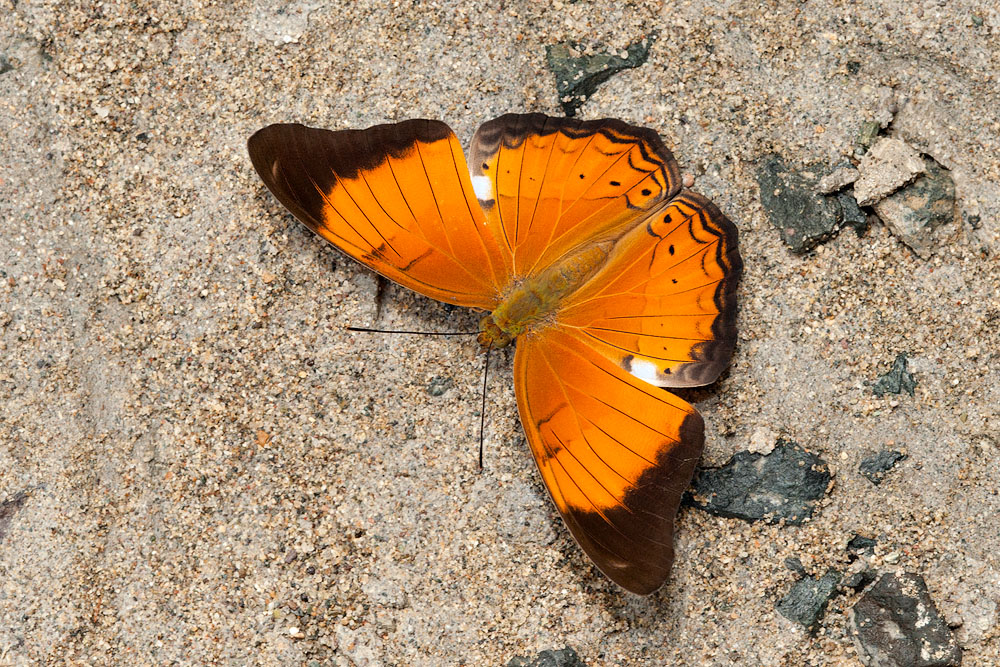 Cirrochroa emalea ravana