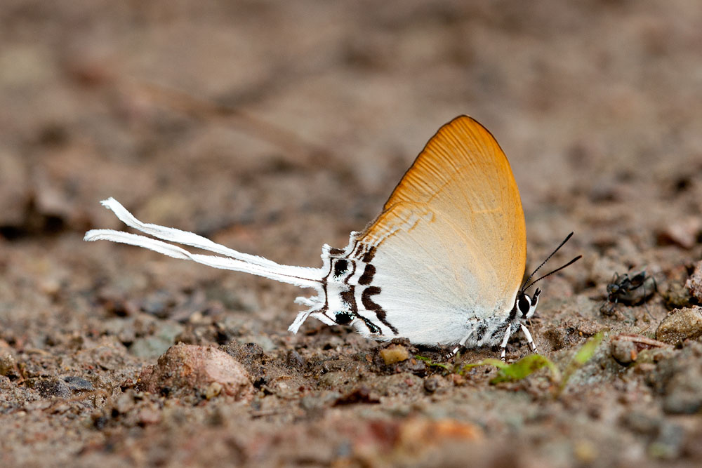 Cheritra freja ochracea