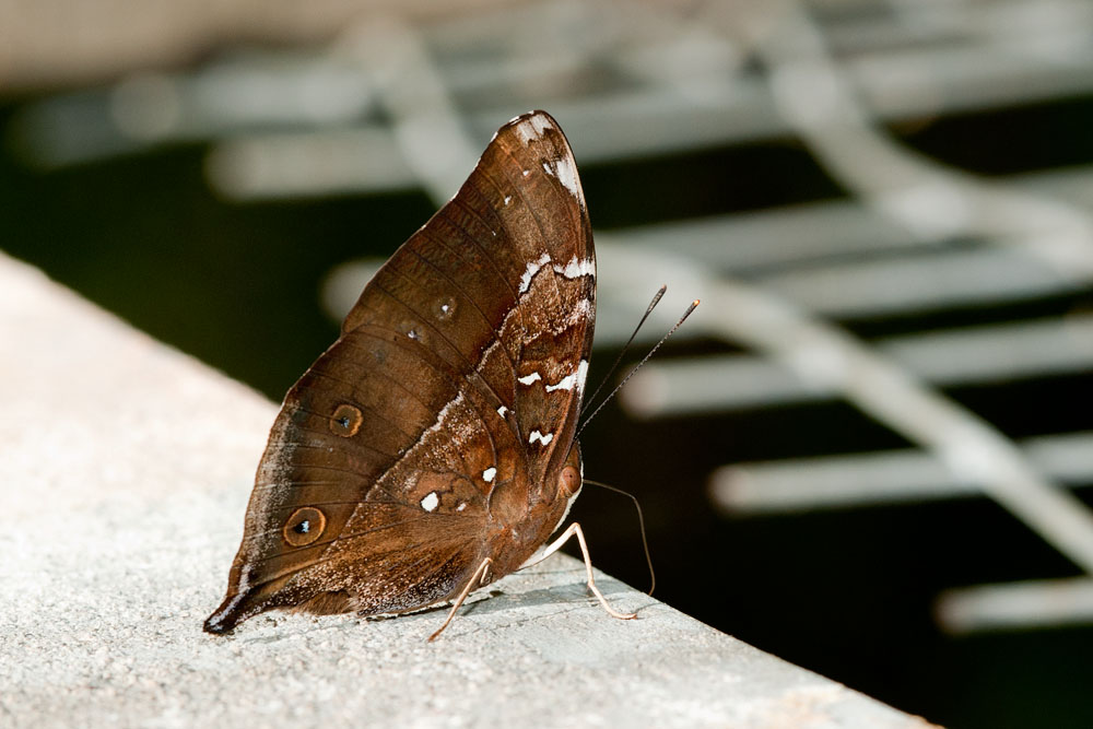 Doleschallia bisaltide borneensis