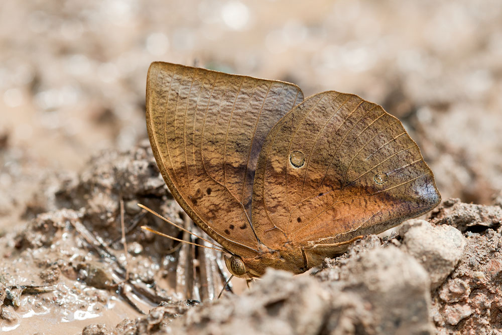 Discophora necho 