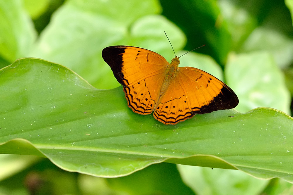 Cirrochroa malaya calypso