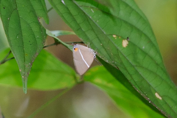 Dacalana sinhara