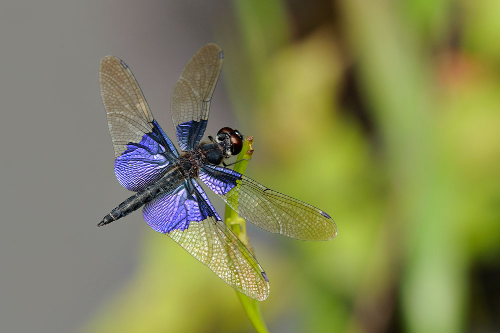 Rhyothemis triangularis