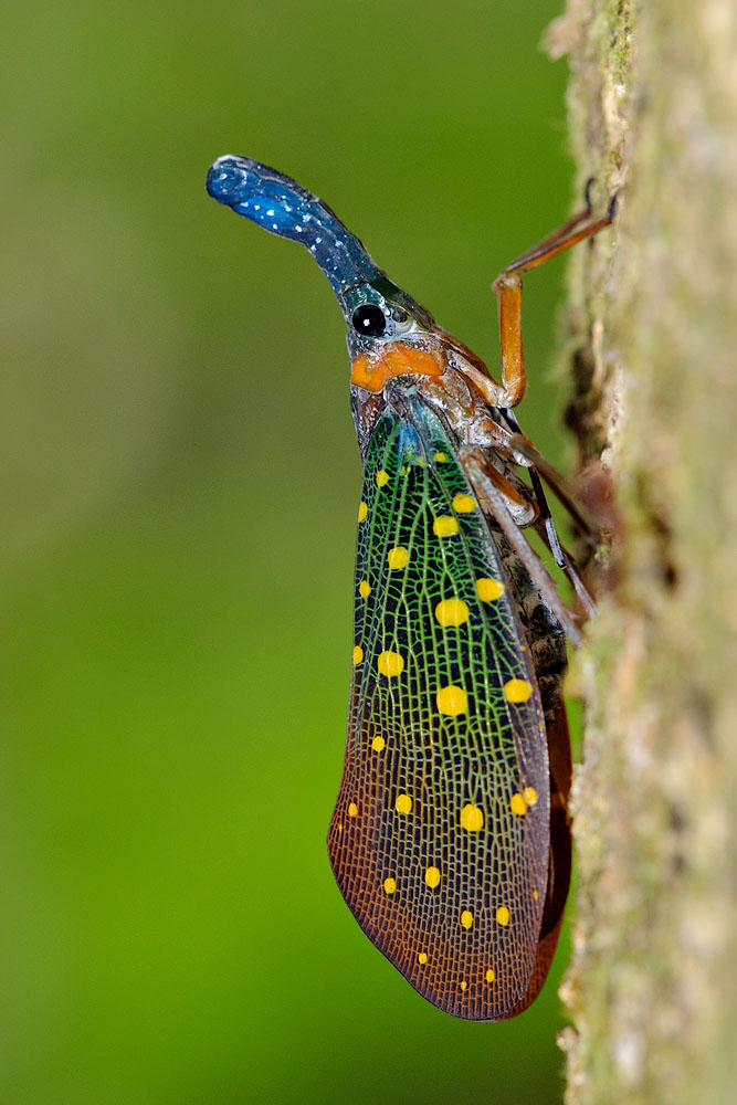 Pyrops whiteheadi