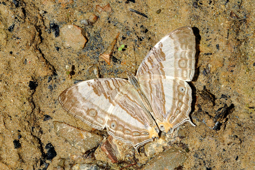 Cyrestis cocles earli -f. formosa