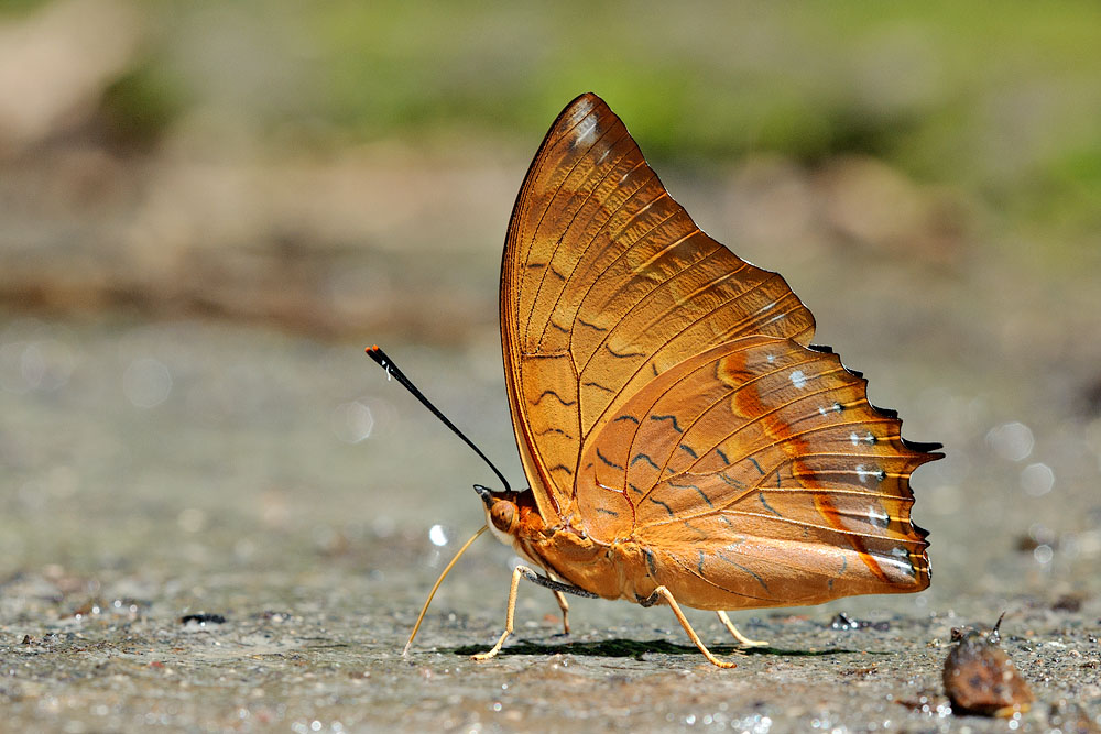 Charaxes affinis affinis.jpg
