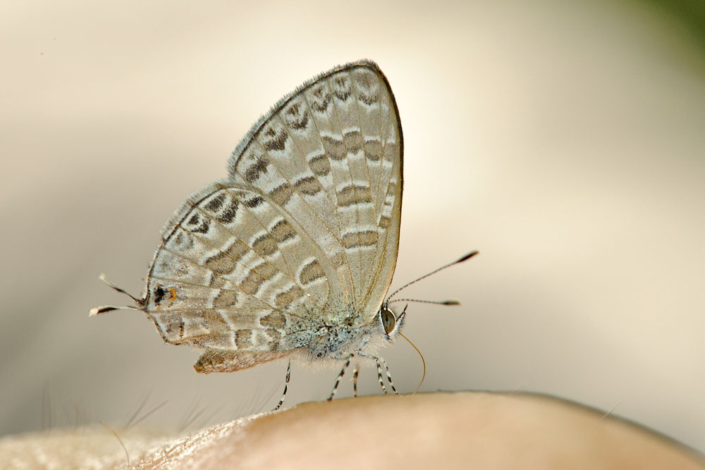 Catopyrops ancyra subfestivus