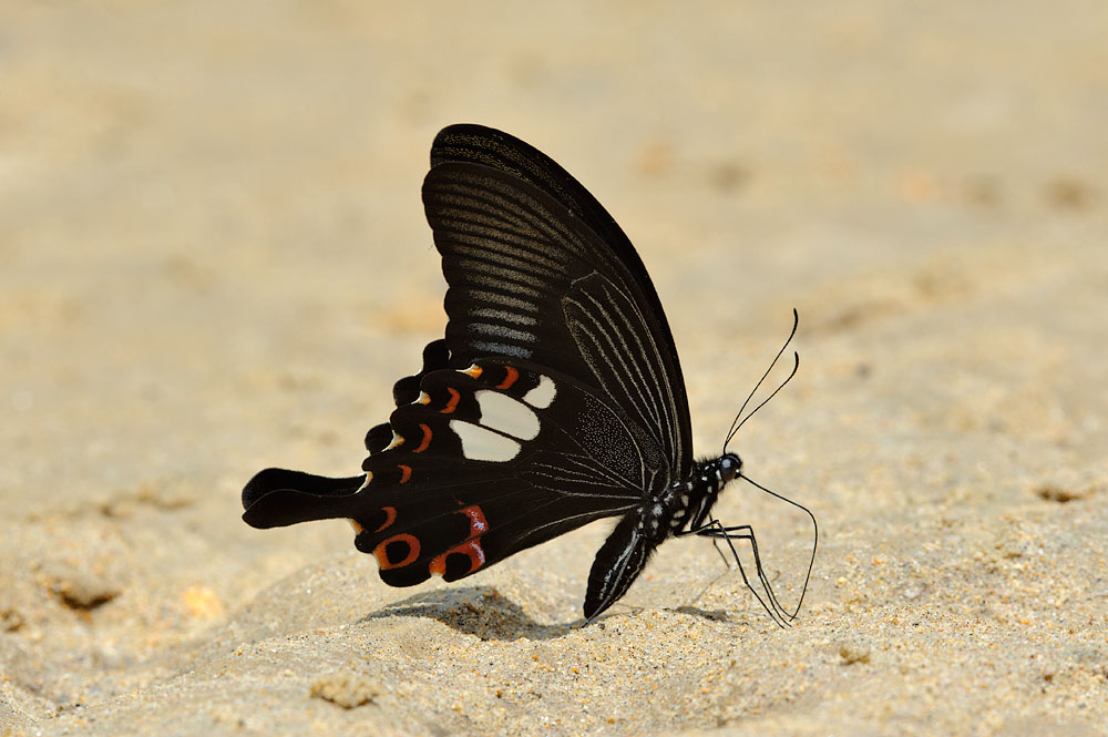 Papilio helenus helenus (The Red Helen)
