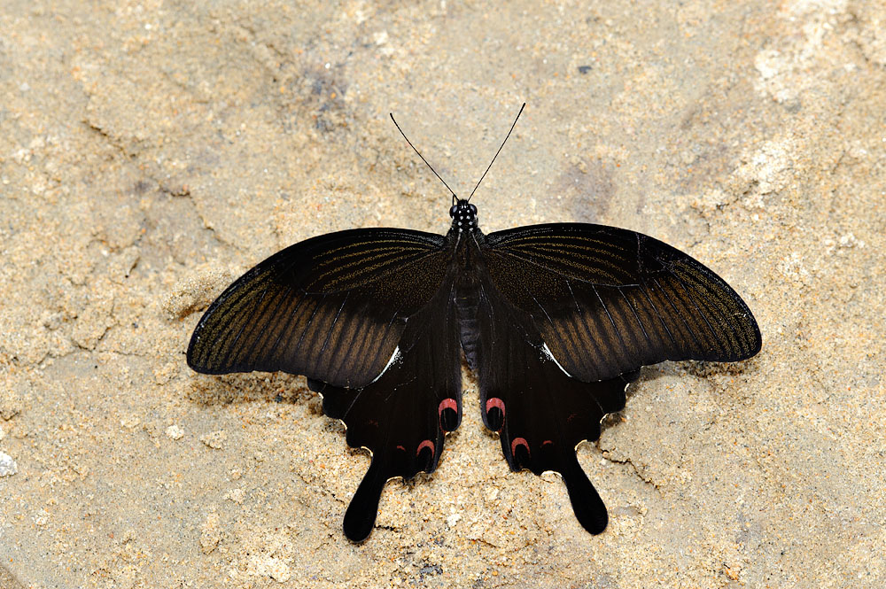 Papilio helenus helenus (The Red Helen)