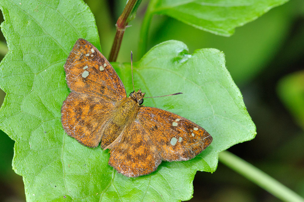 Pseudocoladenia dan dhyana (Fulvous Pied Flat) -- female
