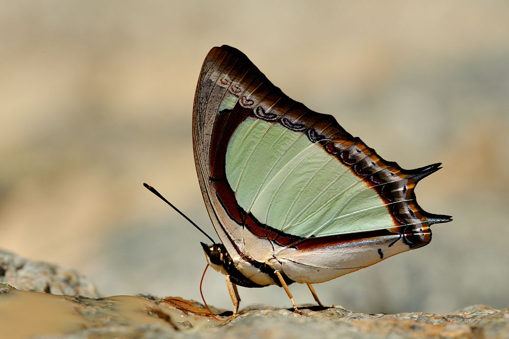 Polyura jalysus jalysus (Indian Nawab)