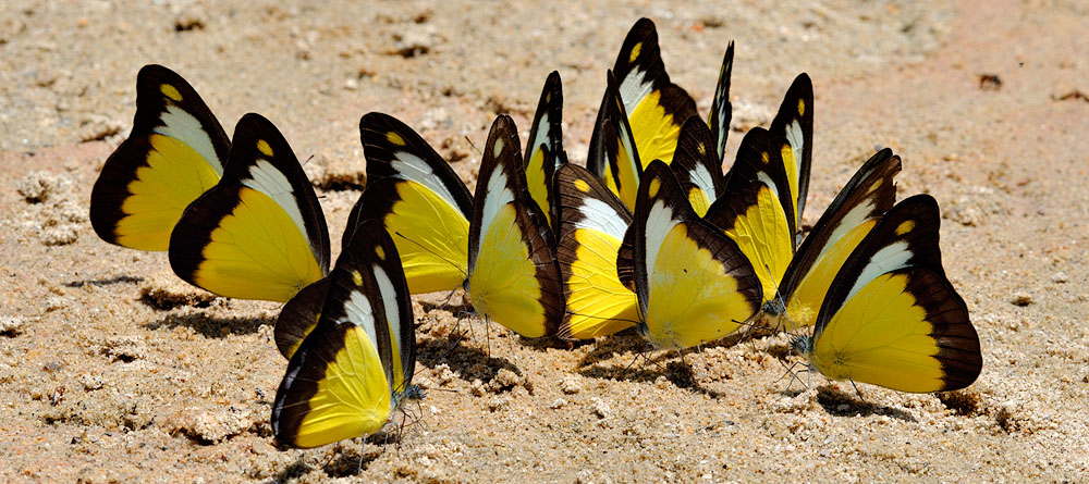 Appias lyncida vasava (Chocolate Albatross)