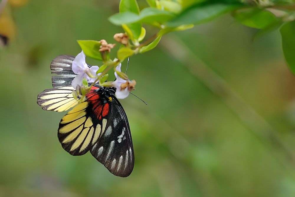 Delias ninus ninus (Malayan Jezebel)