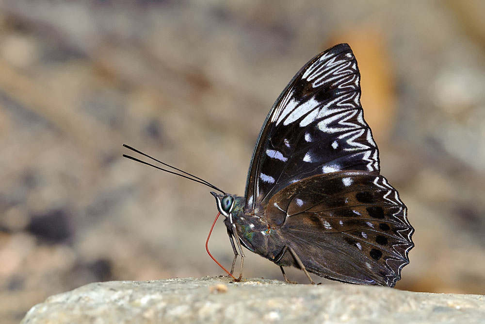 Dichorragia nesimachus deiokes (The Constable)