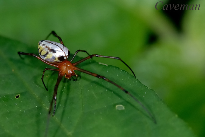 Leucauge species