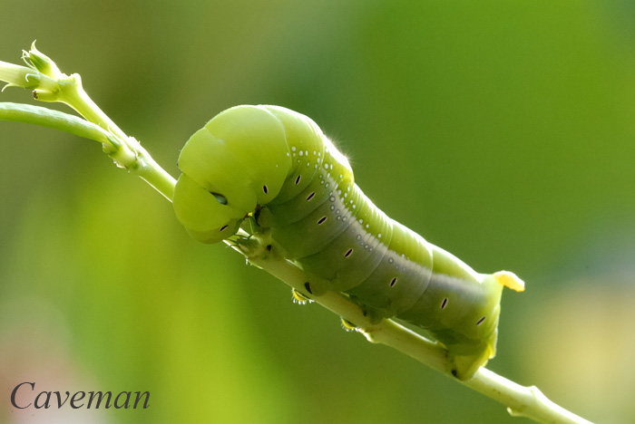 Caterpillar Oleander Hawk Moth (Daphnis nerii)
