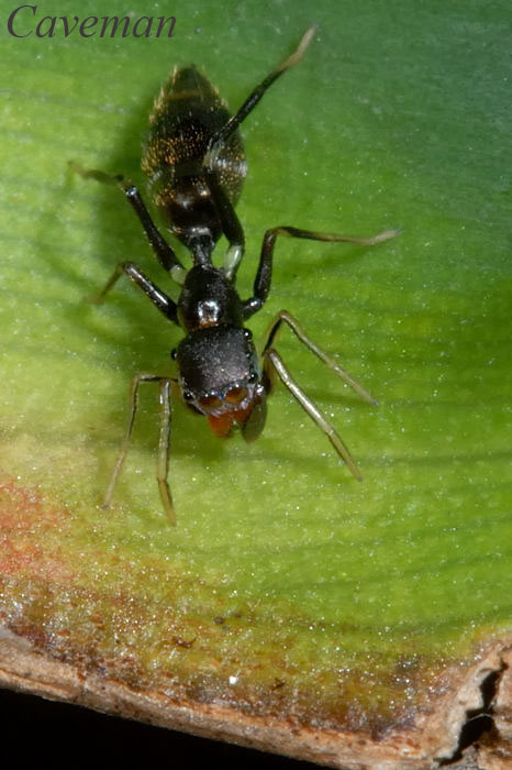 Ant-Mimicking Jumping Spider (Myrmarachne)