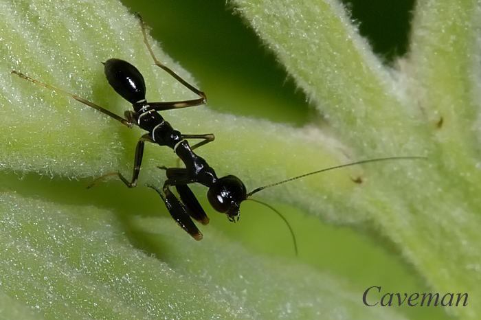 Ant mimiking mantis
