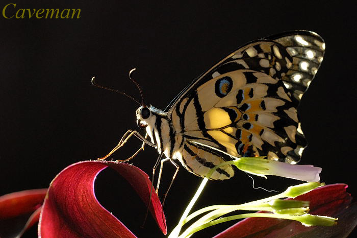Papilio demoleus malayanus (Lime Butterfly)